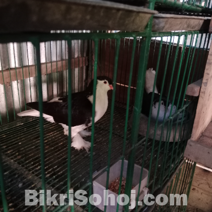 সিরাজী কবুতর